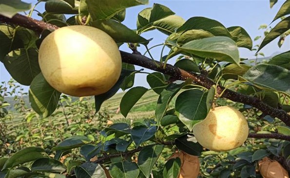 成人小说
助力帮扶村解决卖梨难